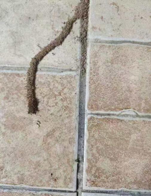 瓷磚下的白蟻痕跡